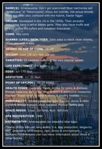 Ameraucana Info Box